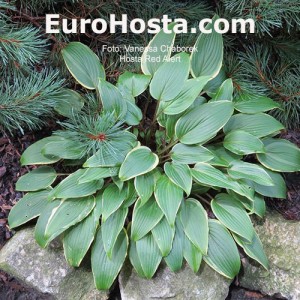 Hosta-Red-Alert-Eurohosta