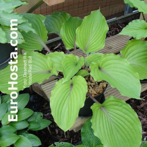 Hosta Red Bull