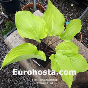 Hosta Red Bull