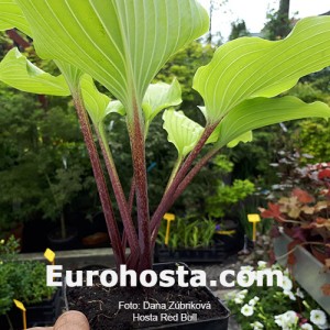 Hosta Red Bull