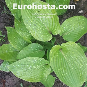 Hosta Red Bull