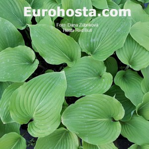 Hosta Red Bull