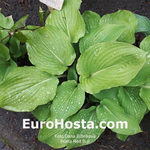 Hosta Red Bull