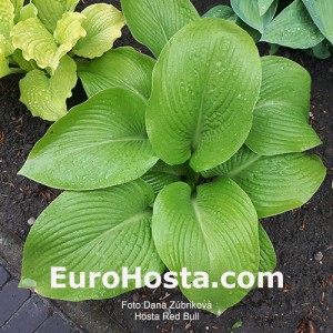 Hosta Red Bull