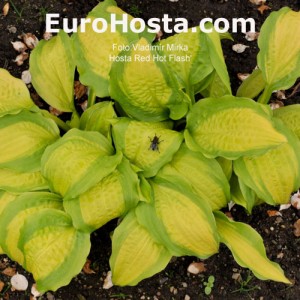 Hosta Red Hot Flash