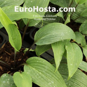 Hosta Red October - Eurohosta