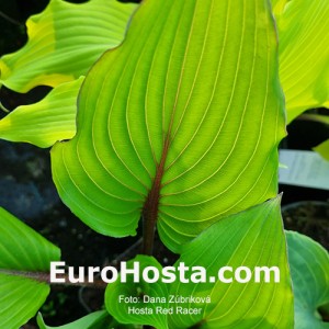 Hosta Red Racer