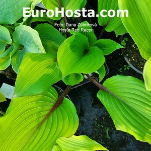 Hosta Red Racer