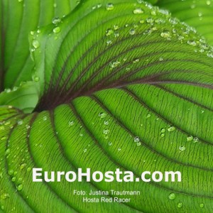 Hosta Red Racer
