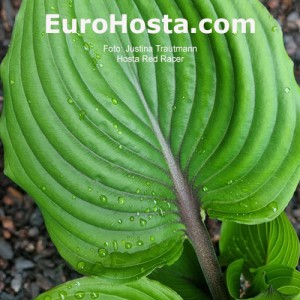 Hosta Red Racer