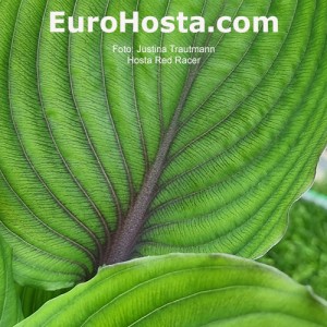 Hosta Red Racer