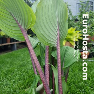 Hosta Red Racer