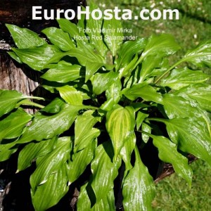 Hosta Red Salamander