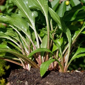 Hosta Red Salamander