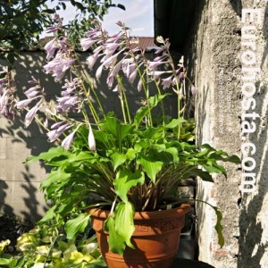 Hosta Red Salamander