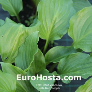 Hosta Red Stepper