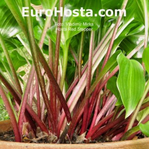 Hosta Red Stepper