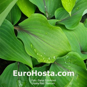 Hosta Red Titanium