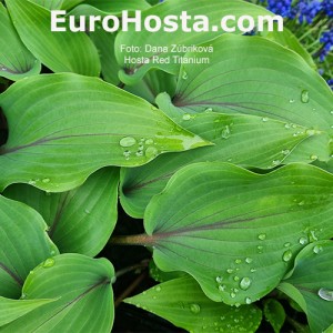 Hosta Red Titanium