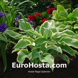 Hosta Regal Splendor - Eurohosta