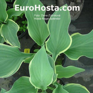 Hosta Regal Splendor - Eurohosta