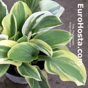 Hosta Regal Supreme - Eurohosta