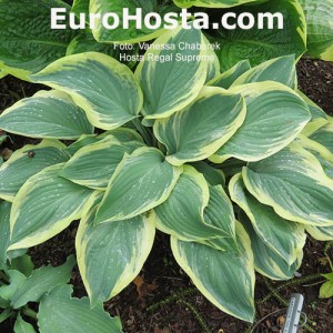 Hosta Regal Supreme - Eurohosta