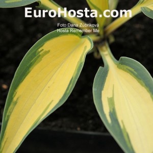 Hosta Remember Me - Eurohosta