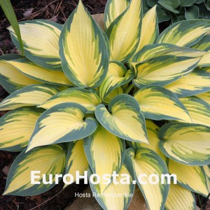 Hosta Remember Me - Eurohosta