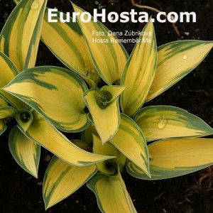 Hosta Remember Me - Eurohosta