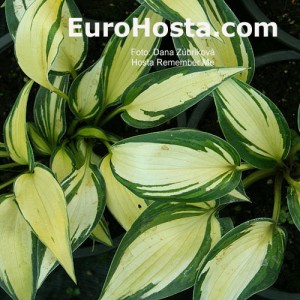 Hosta Remember Me - Eurohosta