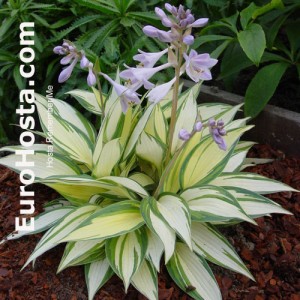 Hosta Remember Me - Eurohosta