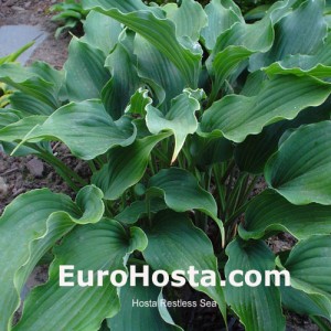 Hosta Restless Sea - Eurohosta