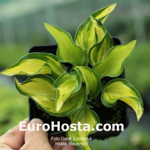 Hosta Reversed - Eurohosta