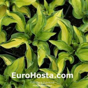 Hosta Reversed - Eurohosta