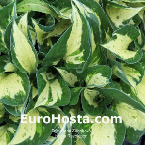 Hosta Revolution - Eurohosta