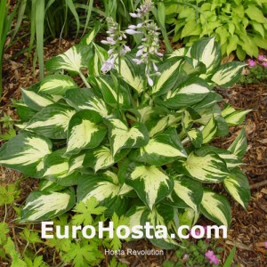 Hosta Revolution - Eurohosta