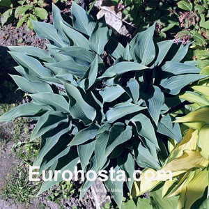 Hosta Rhein