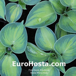 Hosta Rhino Hide - Eurohosta