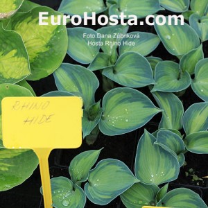 Hosta Rhino Hide - Eurohosta