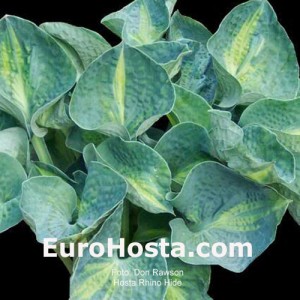 Hosta Rhino Hide - Eurohosta