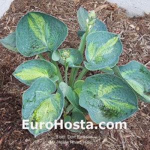 Hosta Rhino Hide - Eurohosta