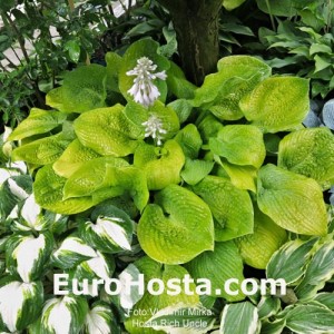 Hosta Rich Uncle