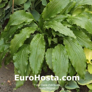 Hosta Ringtail