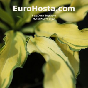 Hosta Ripple Effect - Eurohosta