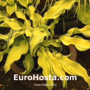 Hosta Ripple Effect - Eurohosta