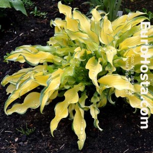 Hosta Ripple Effect - Eurohosta