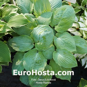 Hosta Riptide