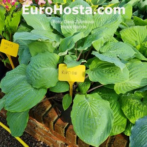 Hosta Riptide