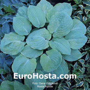 Hosta Riptide